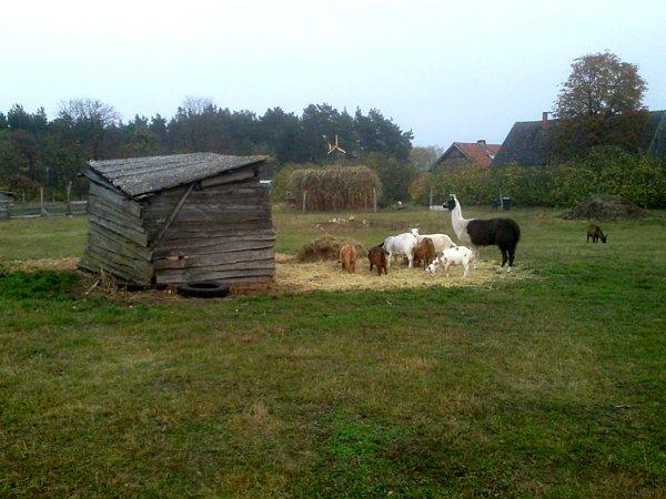 Domowe zoo