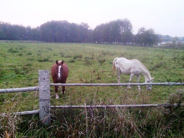 Konie w zagrodzie po Bukiem