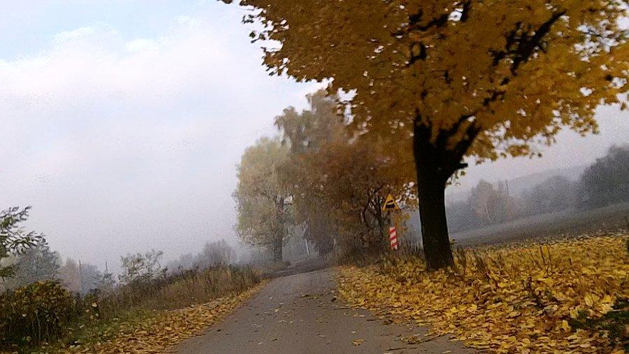 Liście lecą d drzew