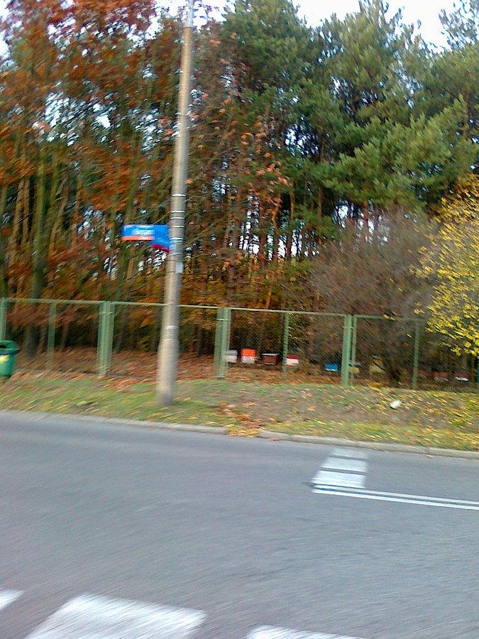 W lesie widoczna pasieka. Latem nie widać uli wśód liści