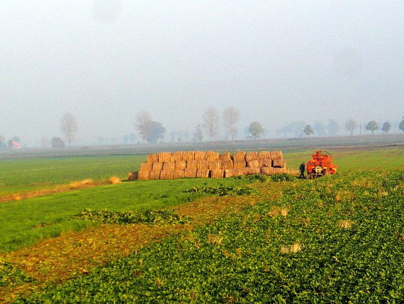 Prace na polu - Żuławy