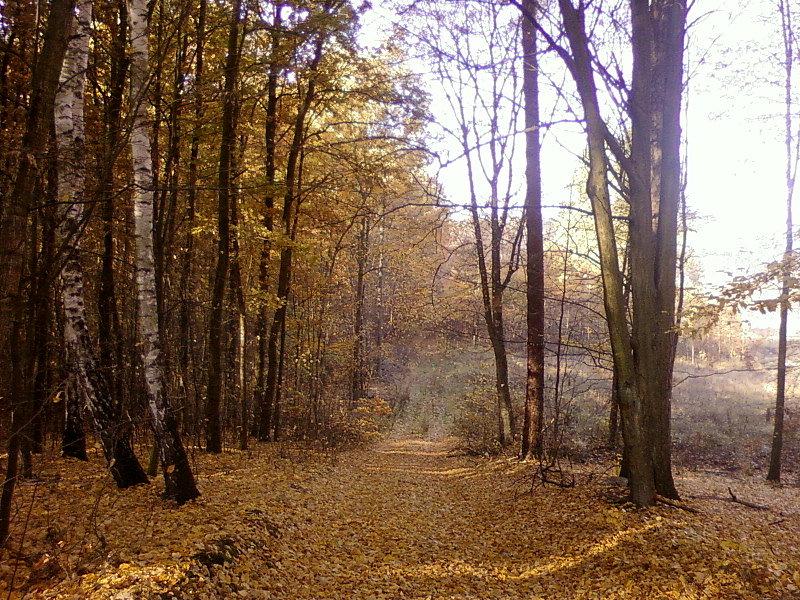 Leśna górka