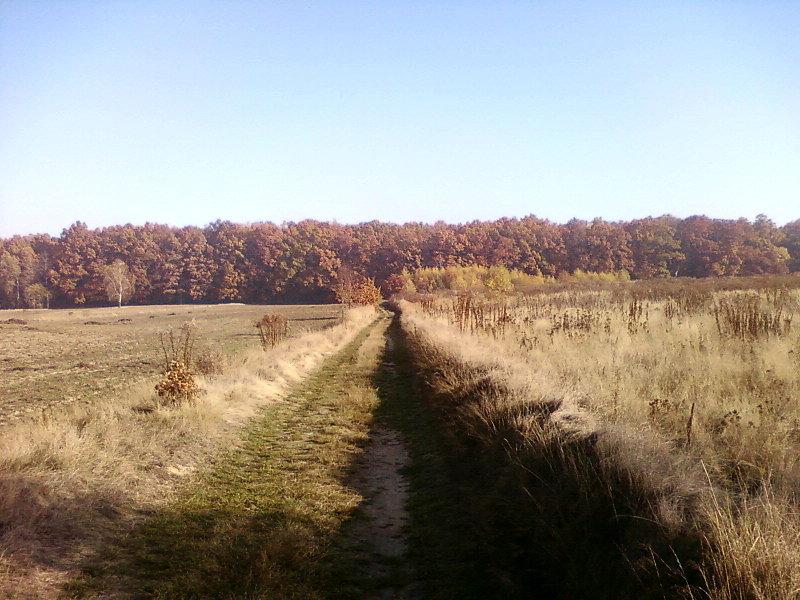 W stronę Lasu Wiączyńskiego