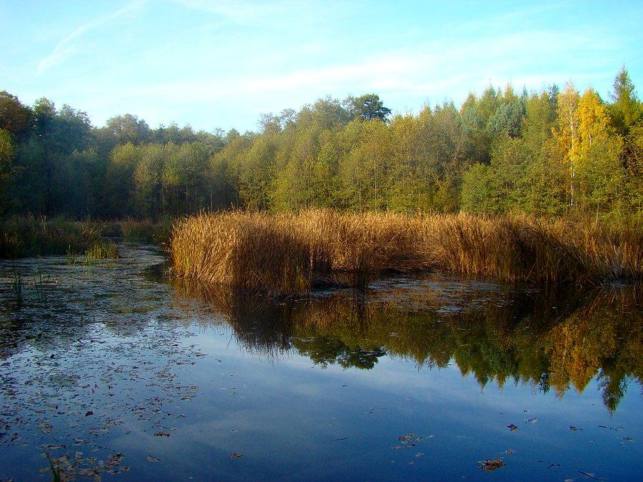 W okolicy rezerwatu "Uroczysko Obiszów"