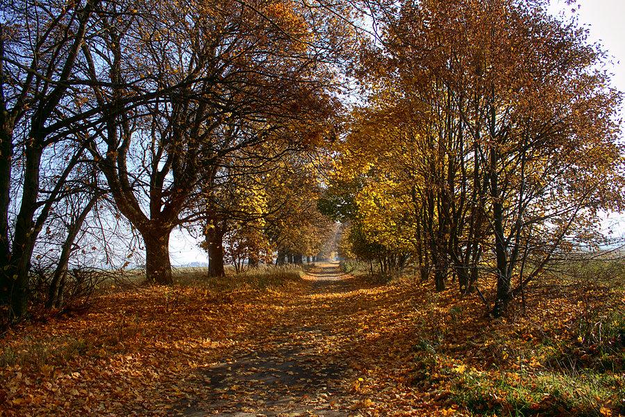 Drogą do Sowna