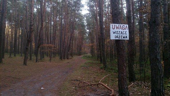 Wiszące drzewa