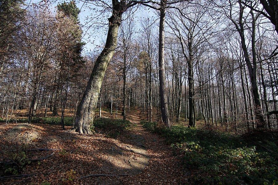 Główny szlak beskidzki między Świerzową a Wątkową