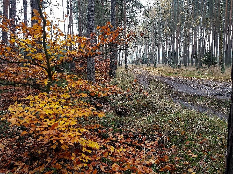 Droga ze Zdunowa do Niedźwiedzia