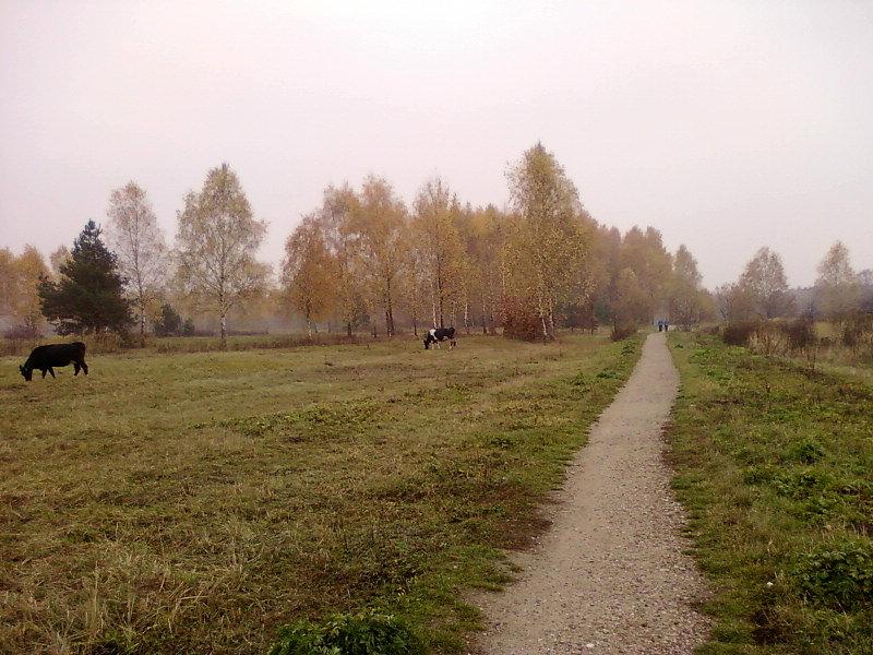 Krowy na Lublinku