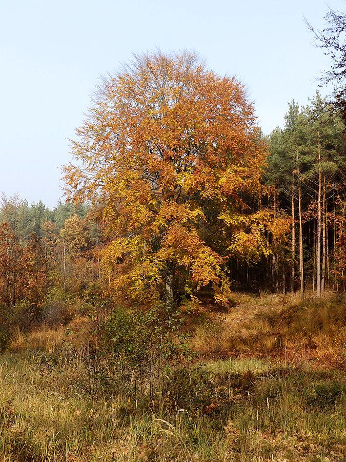 Buk w Lesie Mrozowskim