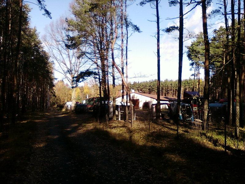 Szrot w środku lasu