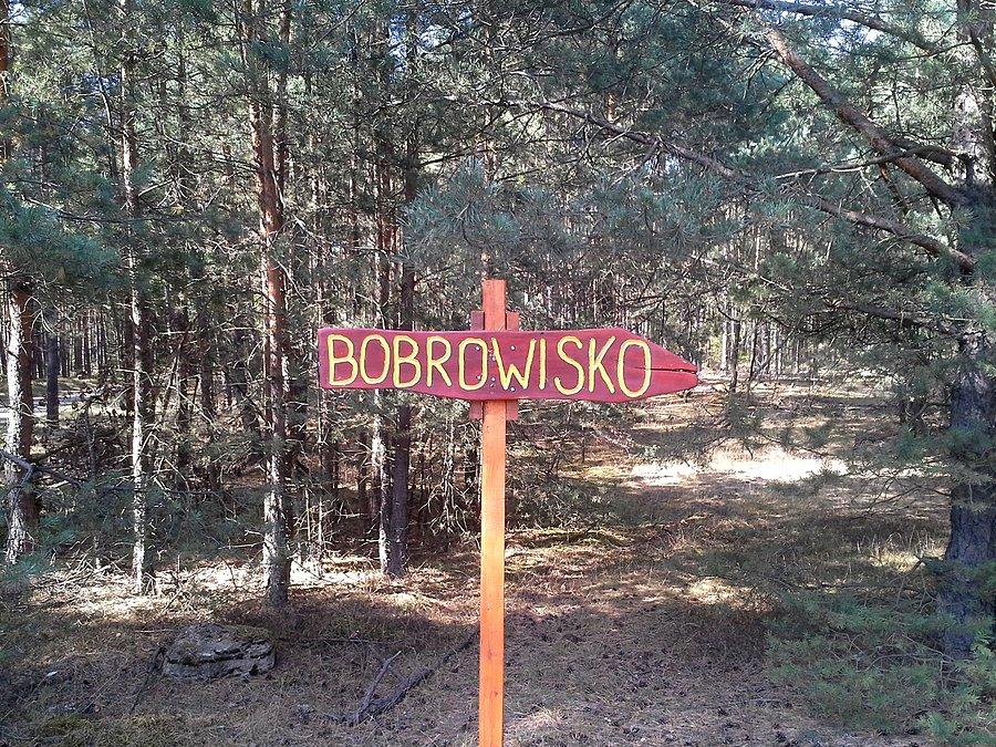 Bobrowisko w lasach jarantowskich