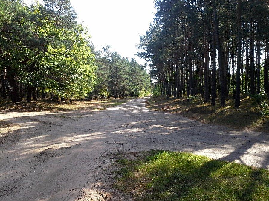 Leśne skrzyżowanie