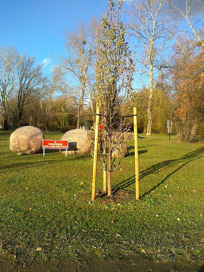 Pomnik pzyrody na skwerku prz Brwilskiej
