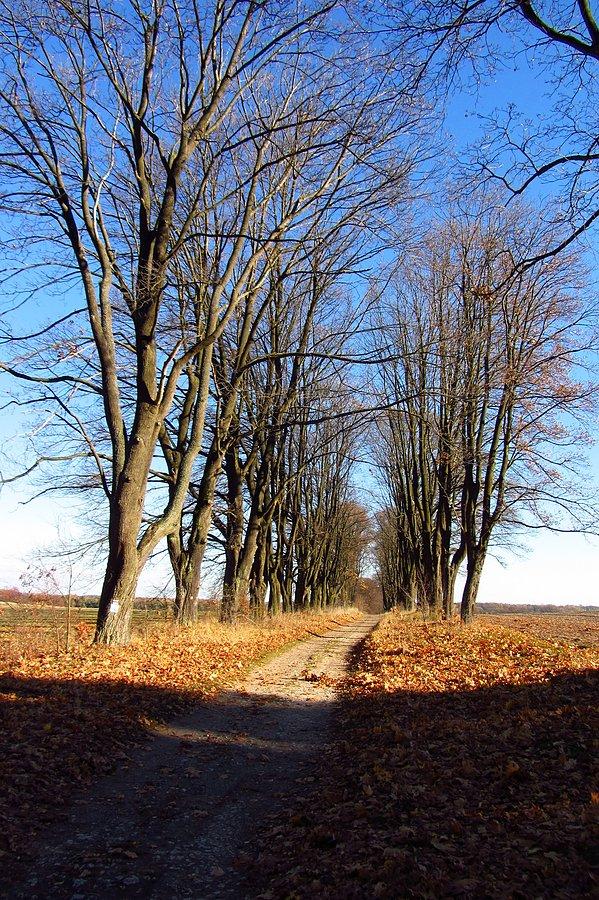 Aleja klonowa