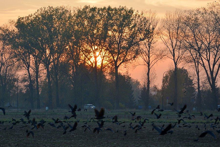 Kruki i wrony nie rozdziobią