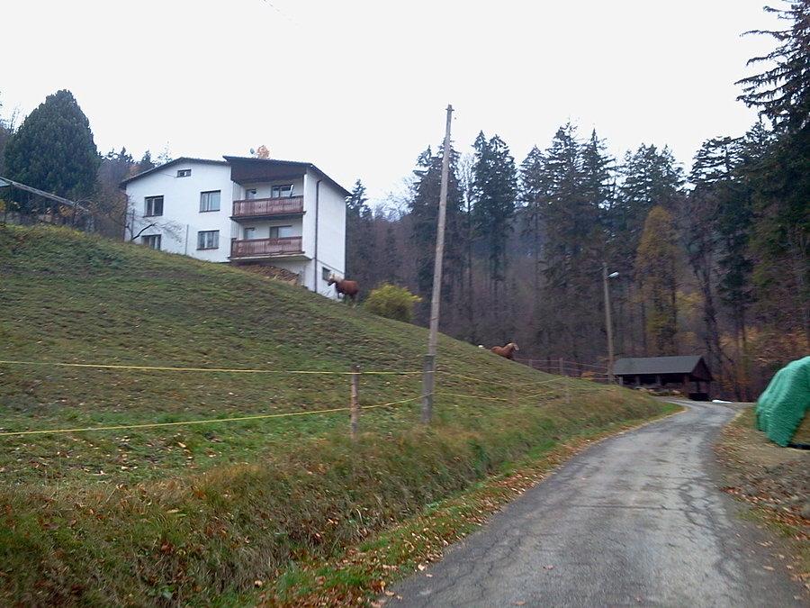 Konie zaglądają