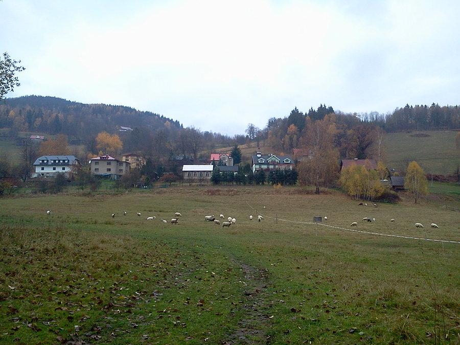 Owce w Kosarzyskach