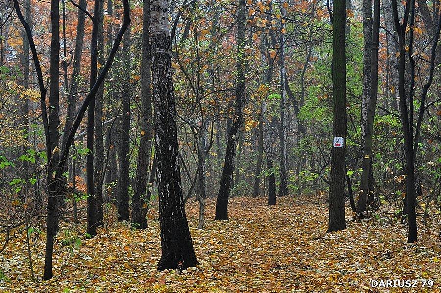 Sosnowiec - Milowice - Park Tysiąclecia