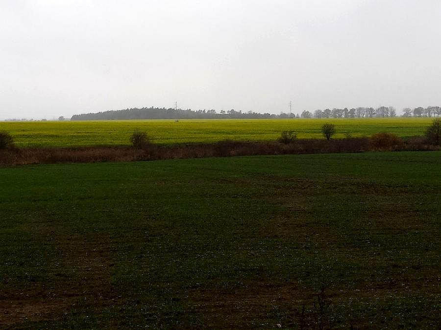 Żółte pola w okolicy Ulikowa