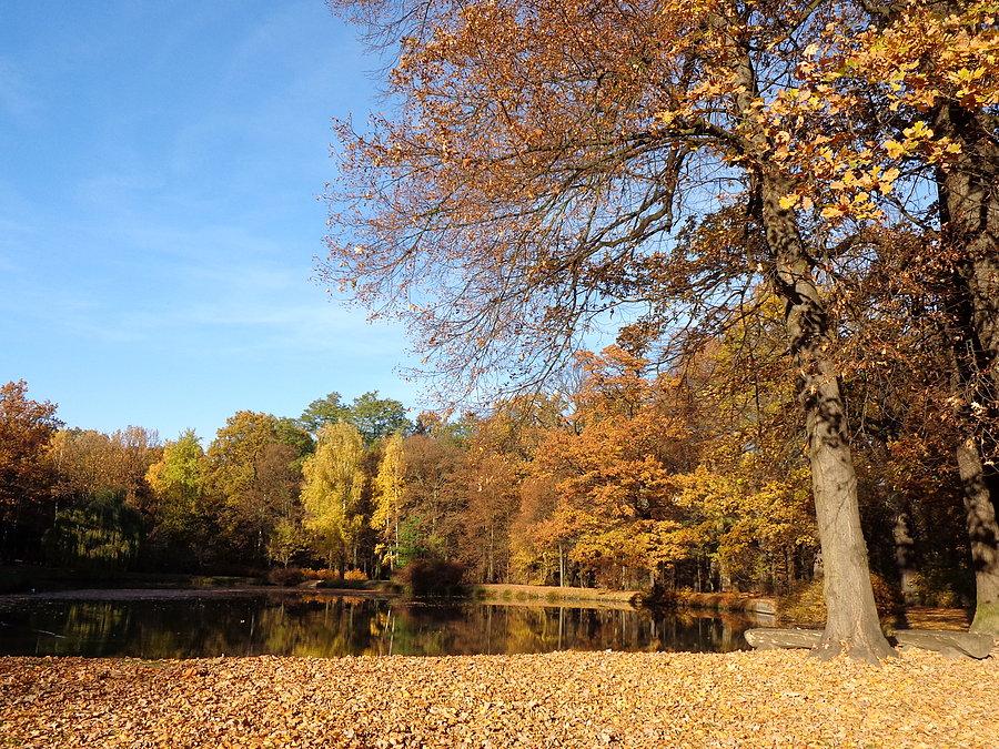 Jesienne ostatki nad stawem w Parku Leśnickim