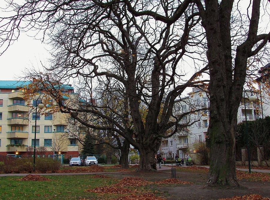 Aleja Kasztanowa