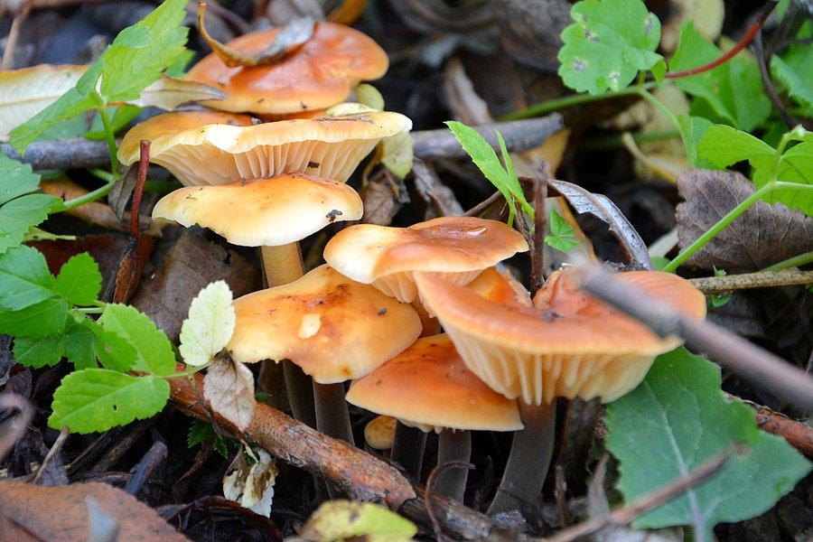 Płomiennica zimowa