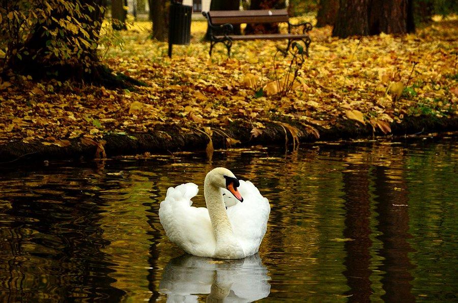 Park w Żywcu