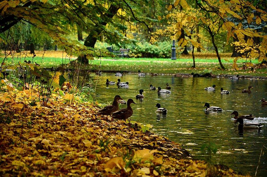 Park w Żywcu