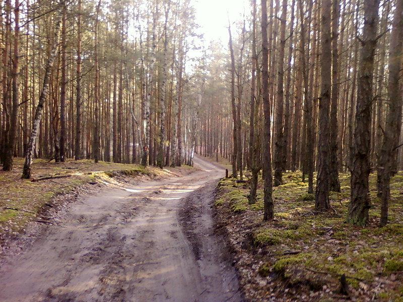 Droga leśna na Marki