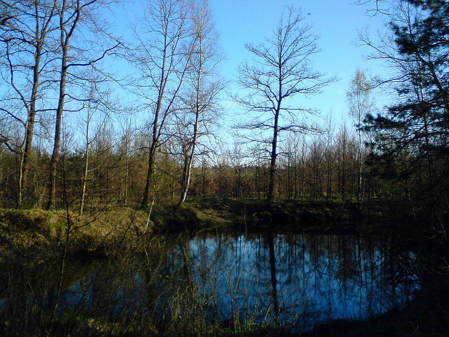 Puszcza Niepołomicka