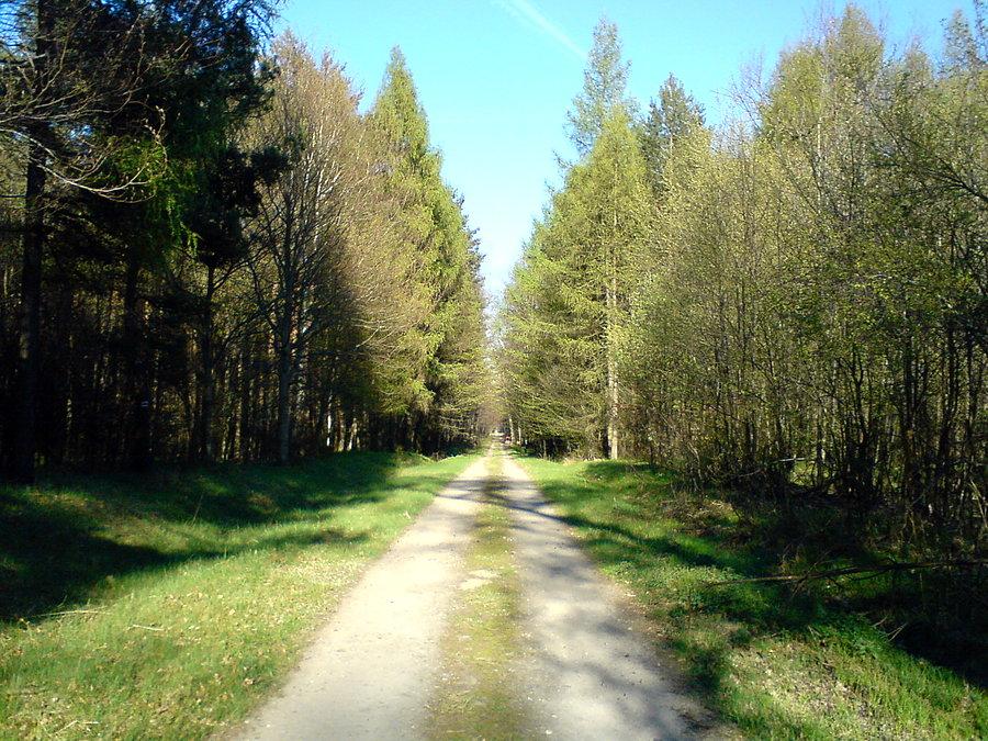 Puszcza Niepołomicka