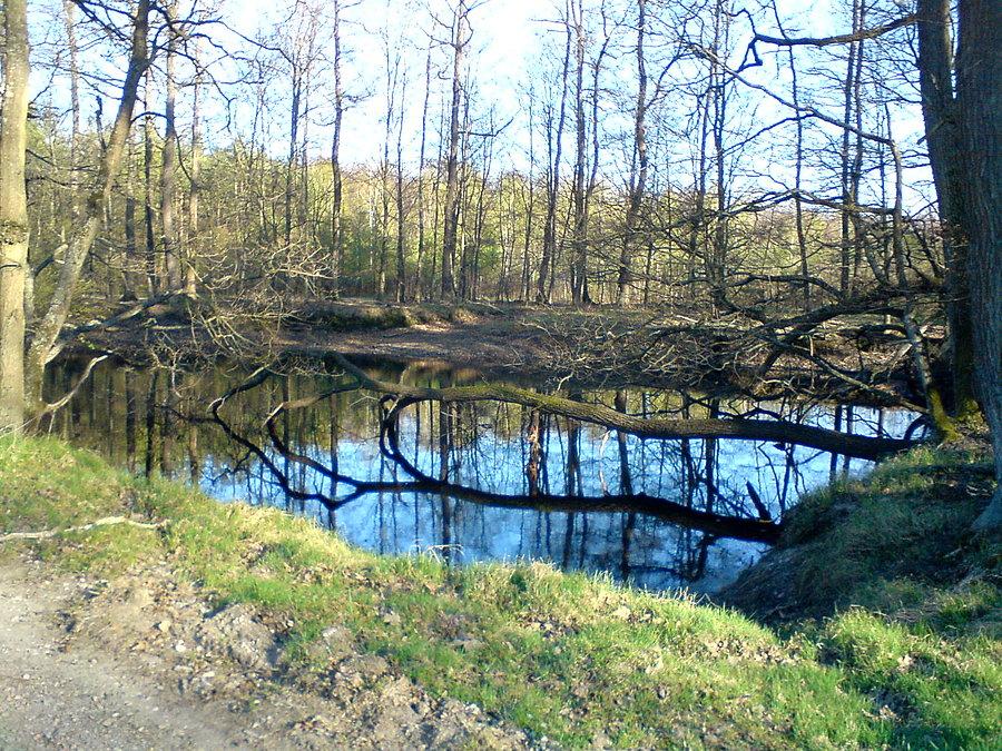 Puszcza Niepołomicka