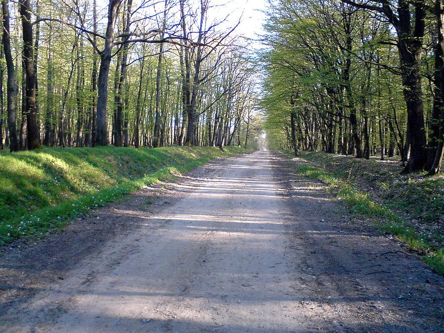 Puszcza Niepołomicka