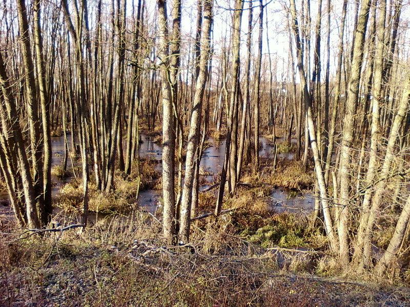 Podmokły las koło Wieliszewa