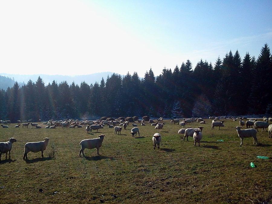 Owieczki