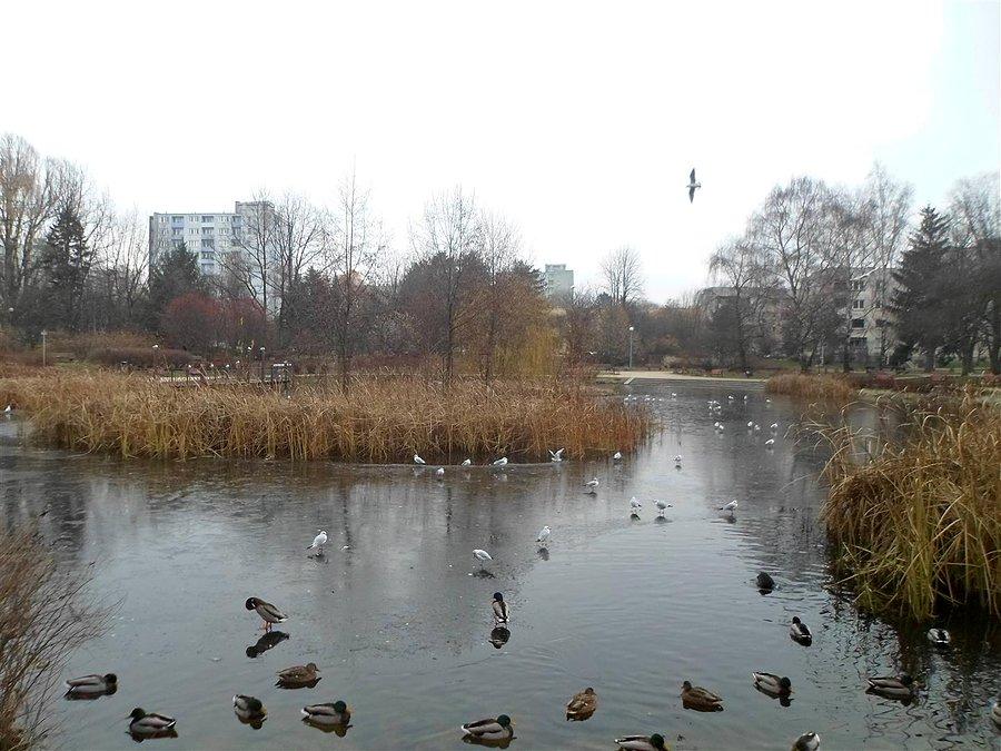 Staw na Rakowcu