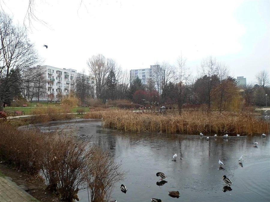 Jeziorko pomiędzy Puszkowską a Trojdena