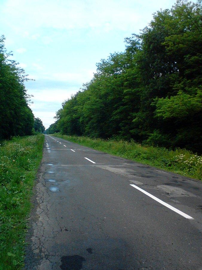 Lasek