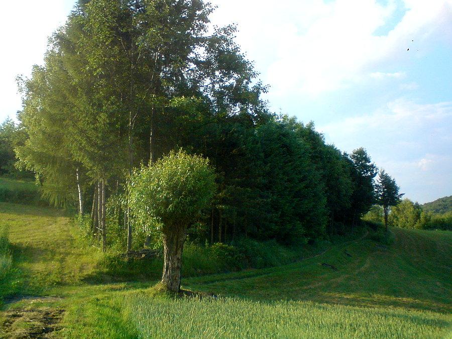 Lasek