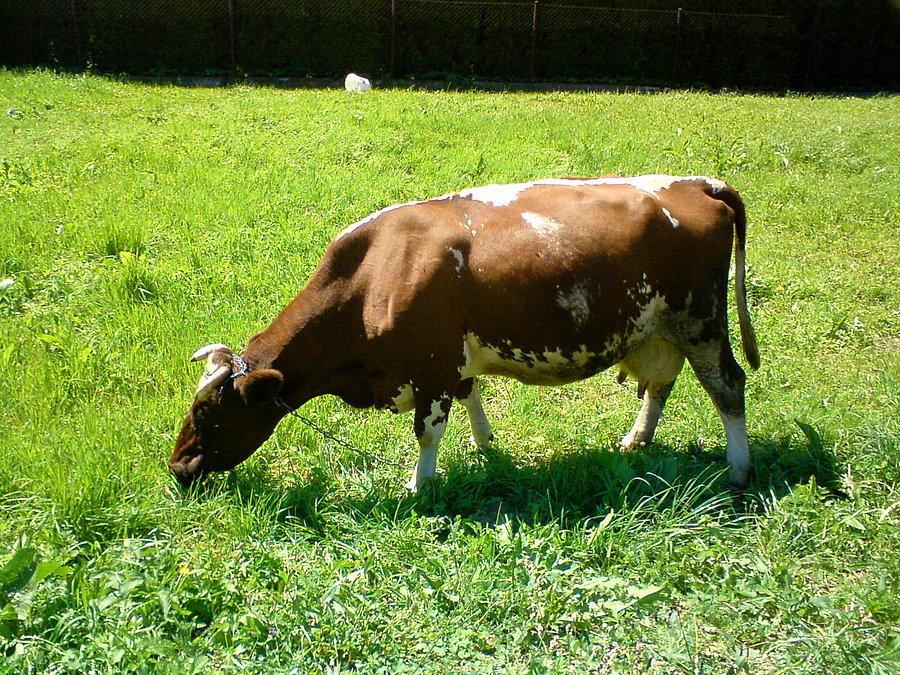 Krówka