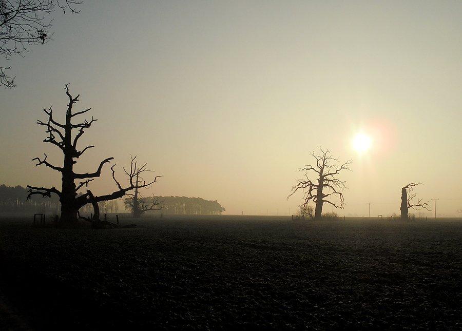 Dęby w Rogalinie
