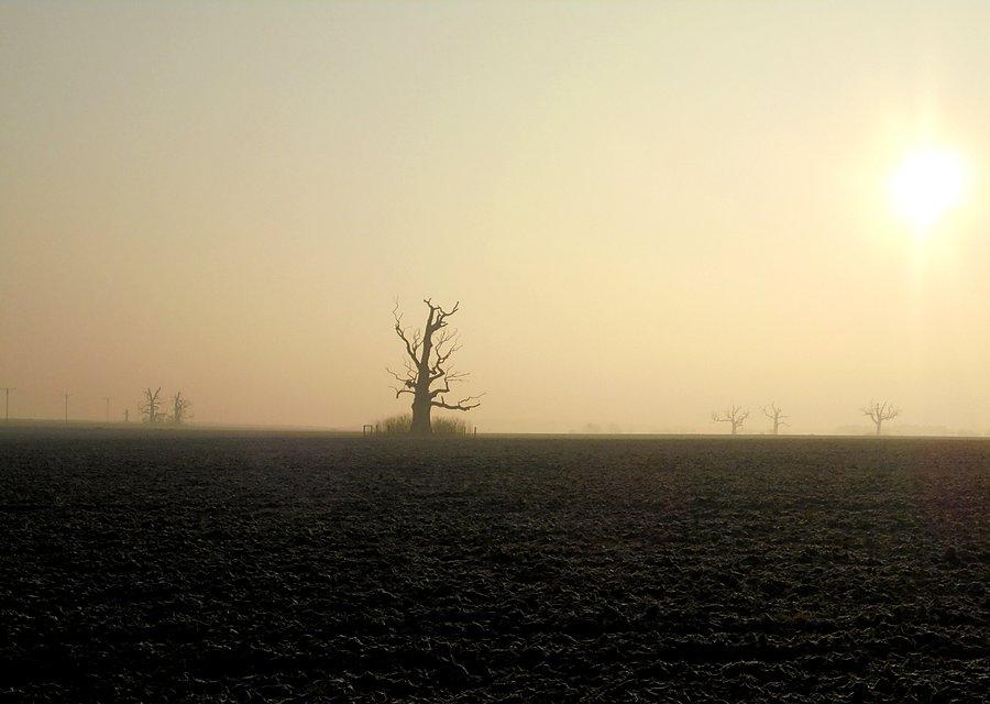 Dęby na rogalińskim polu