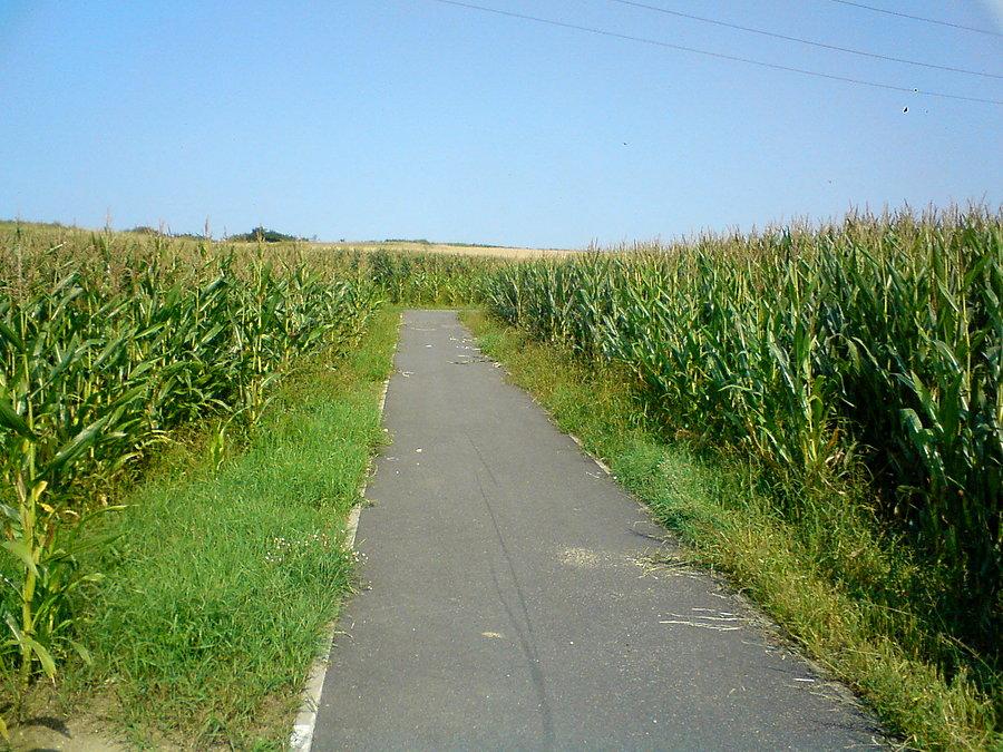 Rozwadza, ścieżka rowerowa w polu kukurydzy