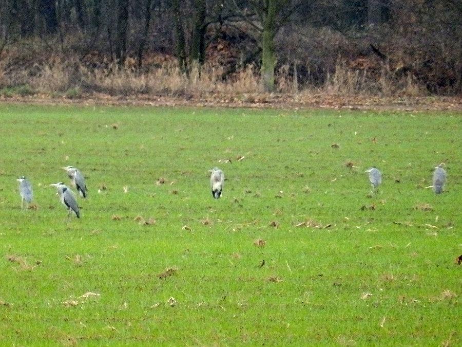Czaple koło Krobielowic