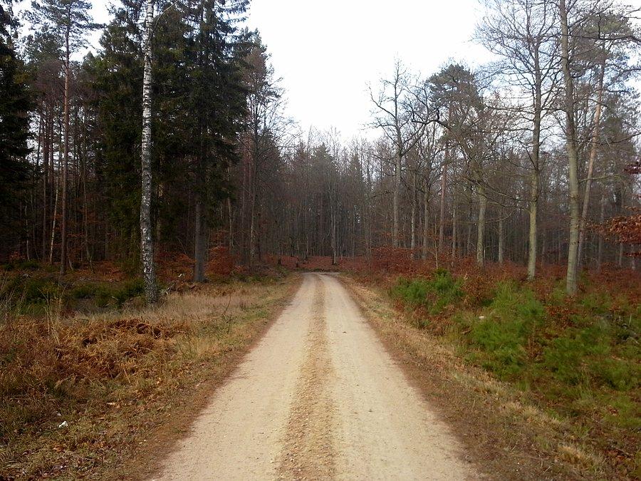 Leśna "autostrada"