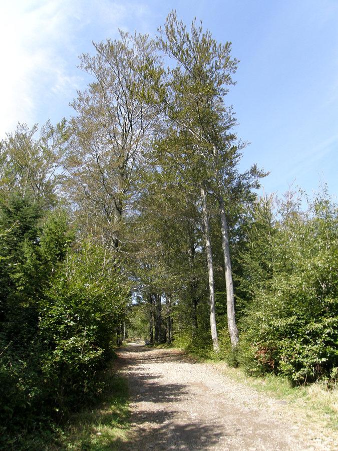 Końcówka podjazdu