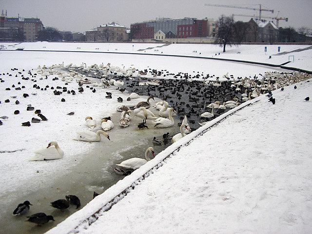 Różnej maści ptactwo