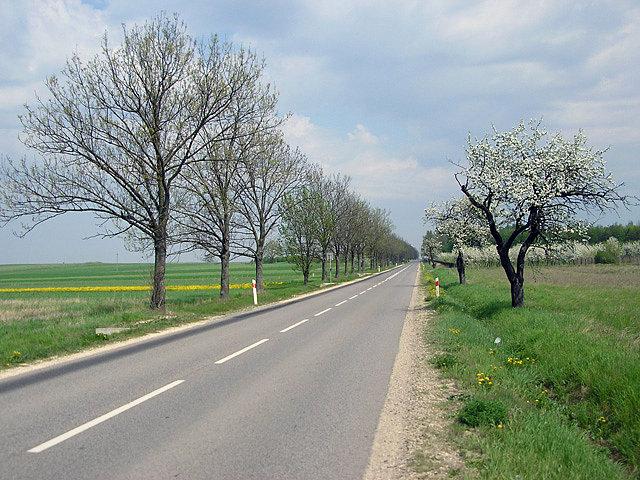 Ładne drzewka