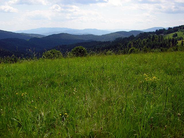 Widoczek